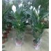 Спатифиллум (Spathiphyllum) d-24 см, h-1,0 м